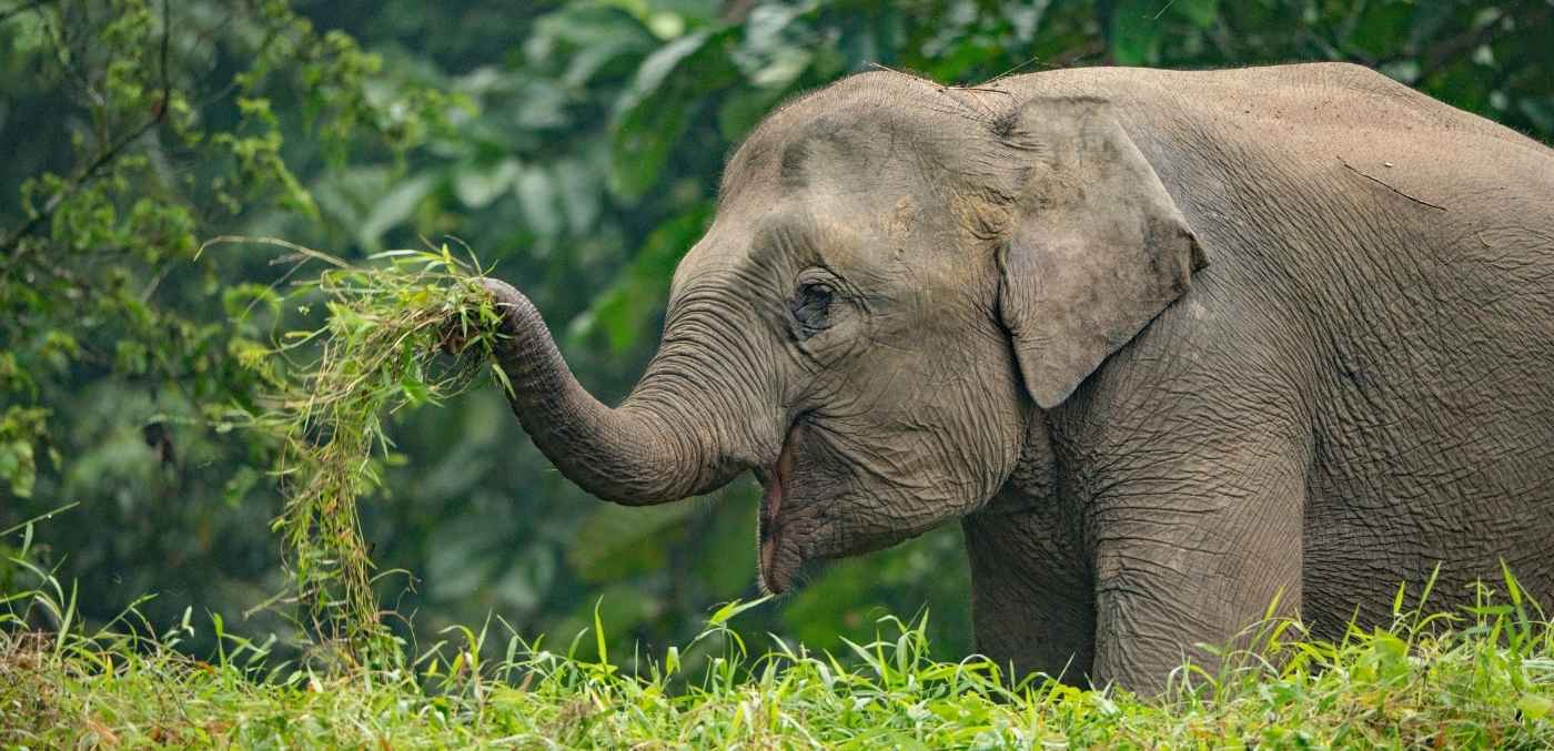 Pygmy elephant on the Kinabatangan River