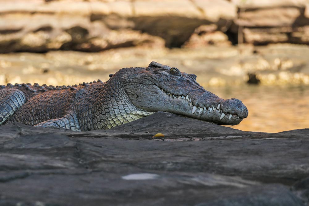 crocodile on the kimberley shoreline