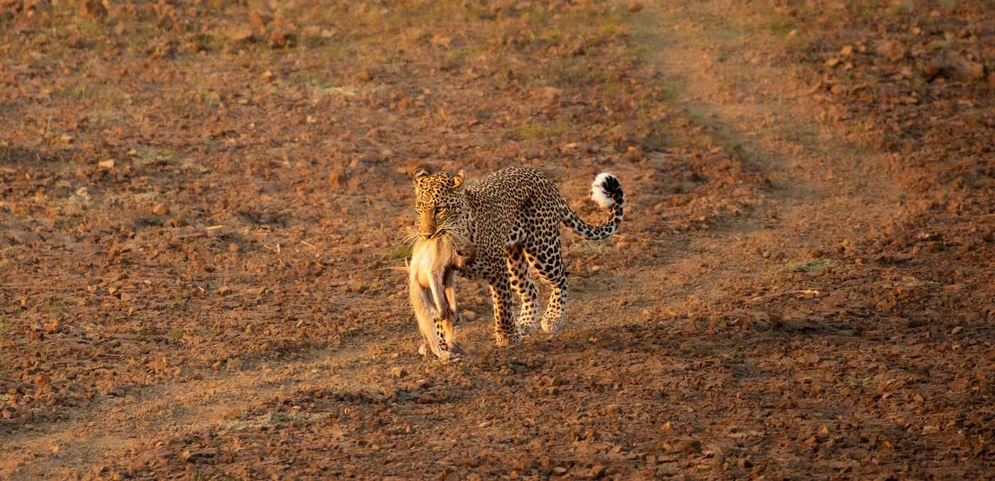 cheetah in south luangwa national park