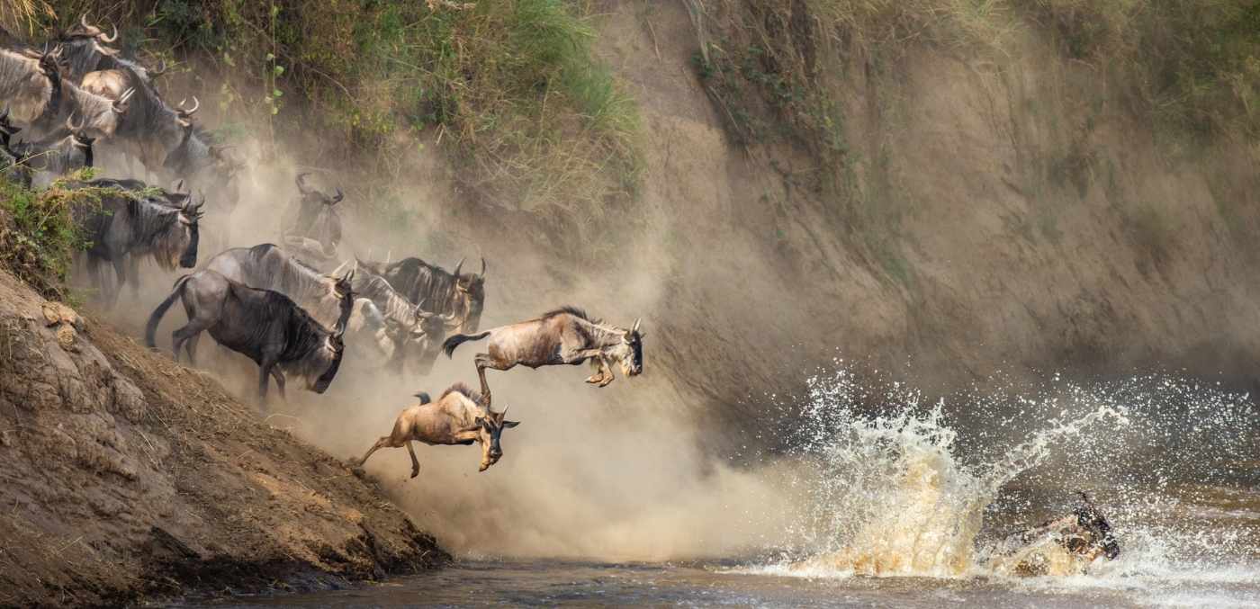 wildebeest great migration