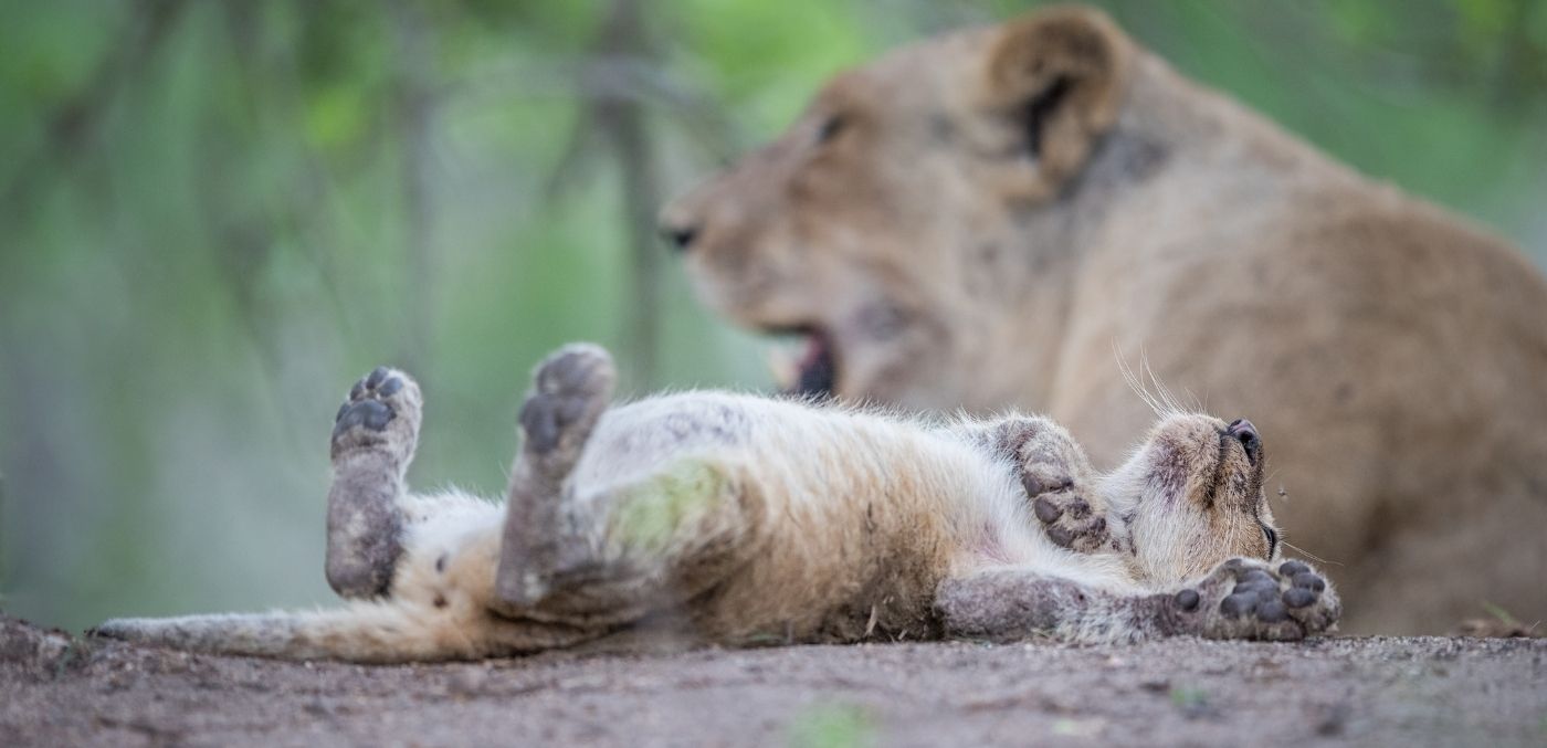 lion cub in Sabi Sands Game Reserve