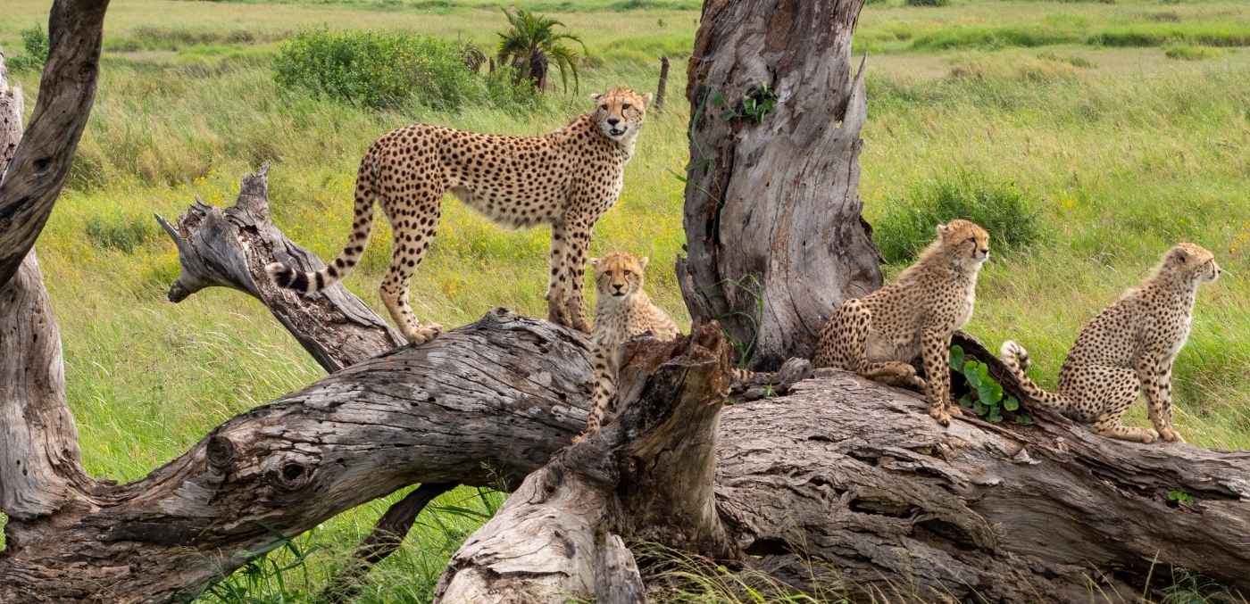 cheetah's in the Serengeti