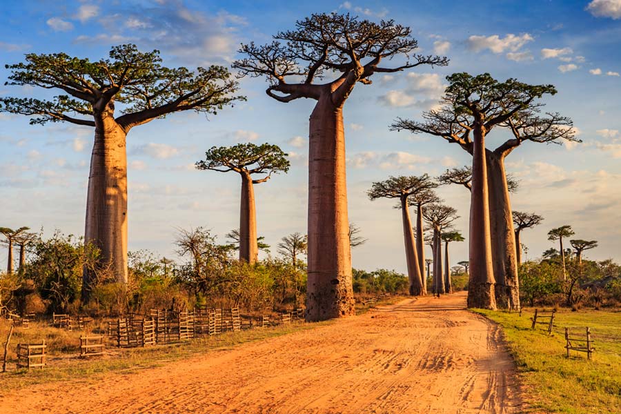 Beautiful Baobab trees at sunset at the avenue of the baobabs in Madagascar