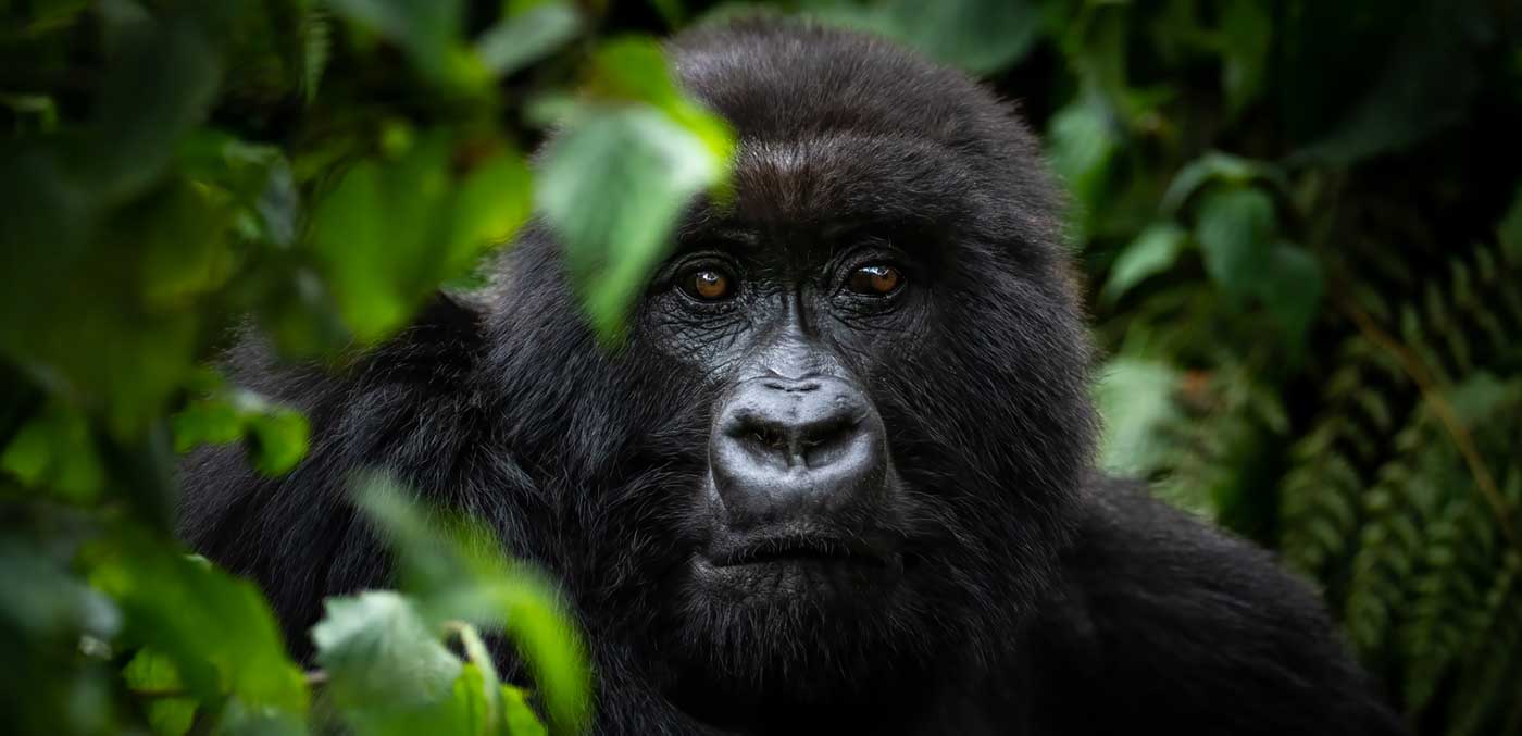 Singita-Volcanoes-National-Park_Sabyinyo-Family-Gorilla_Ross-Couper