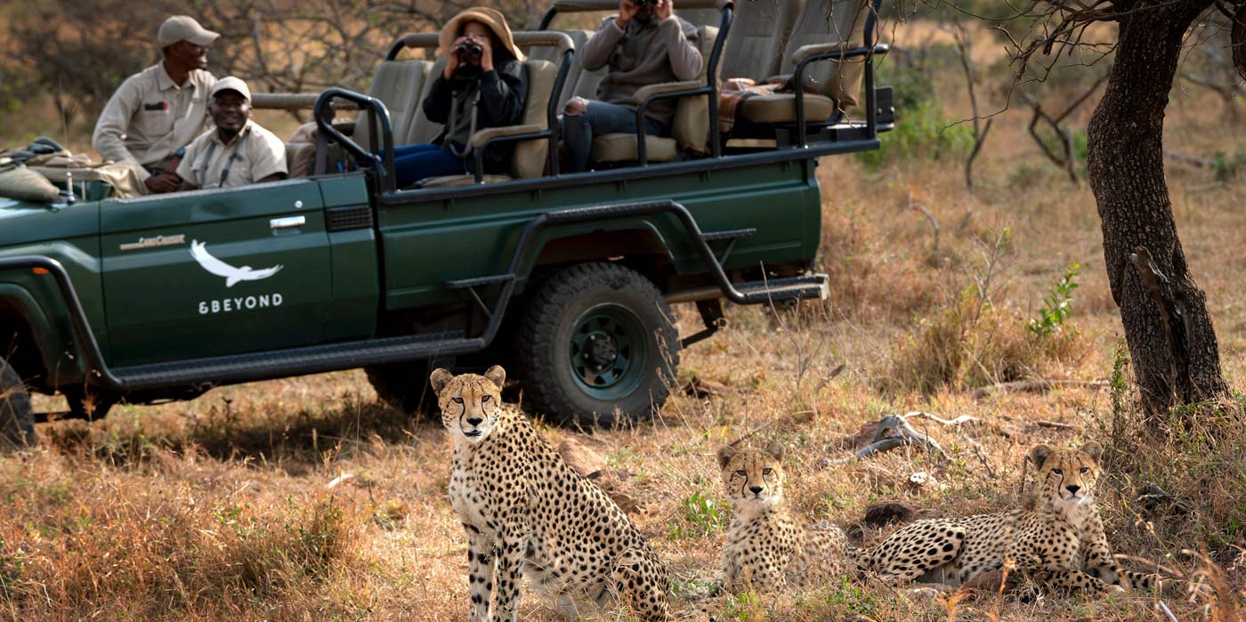 Phinda Private Game Reserve - Cheetahs and truck