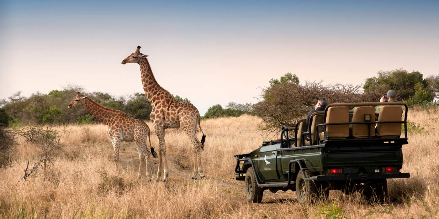 Phinda Private Game Reserve - Giraffe and truck