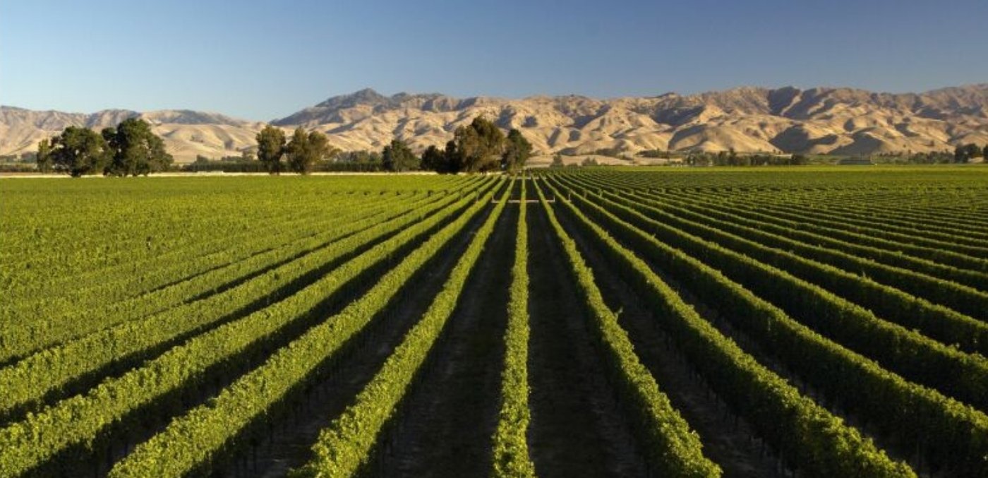 New zealand wine