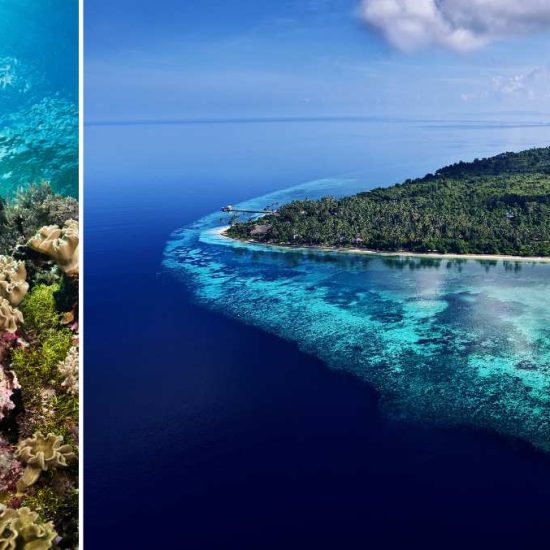A school of fish under the water, wakatobi island
