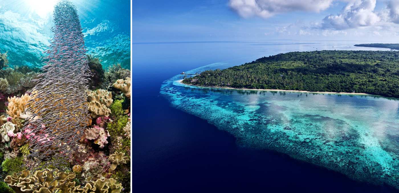A school of fish under the water, wakatobi island